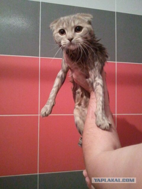 Котики отряхиваются от воды