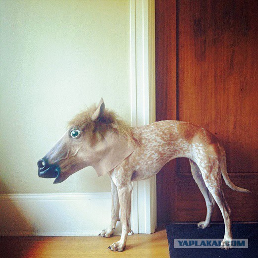 Кошки и другие