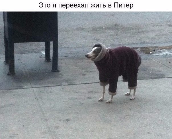 Свежая подборка прикольных картинок