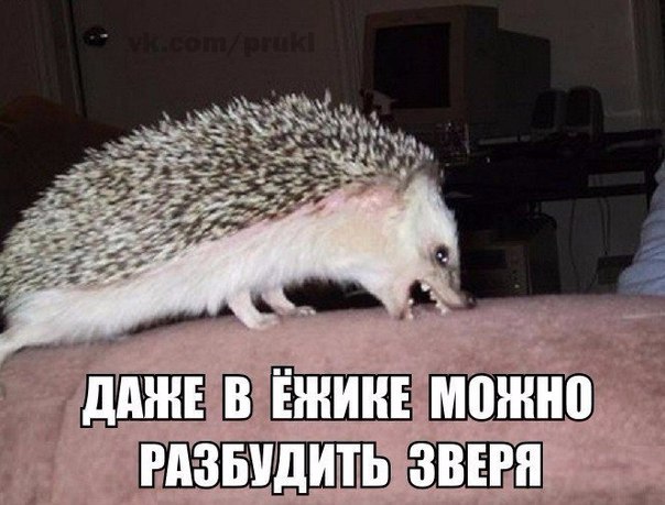 Мохнатые беспредельщики