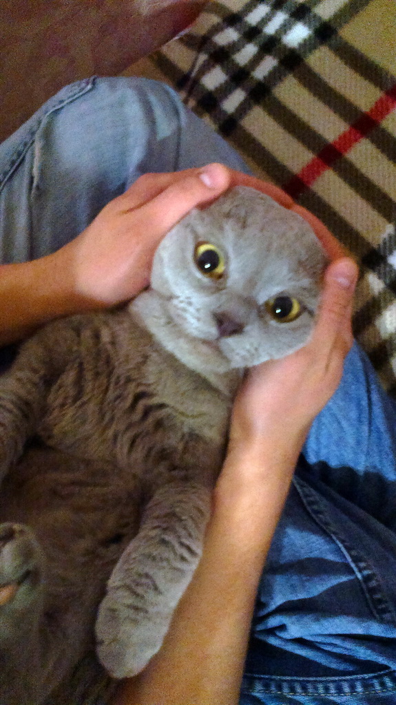 Ваши фотки котов на телефон