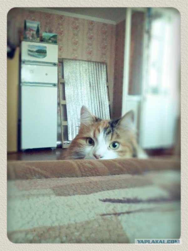 Выглядывающие коты