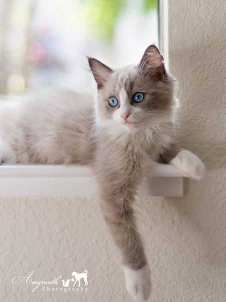 Коты из сети