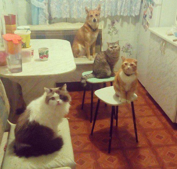 Картинки по-приколу