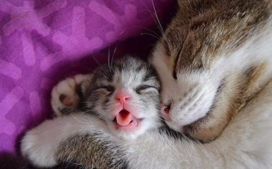 Прикольных котов пост