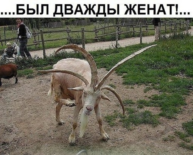 Прикольные картинки абавсём
