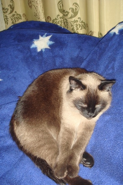 Котовторник  07.06.11