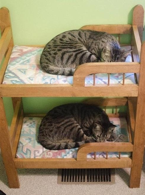 Прикольных котов пост
