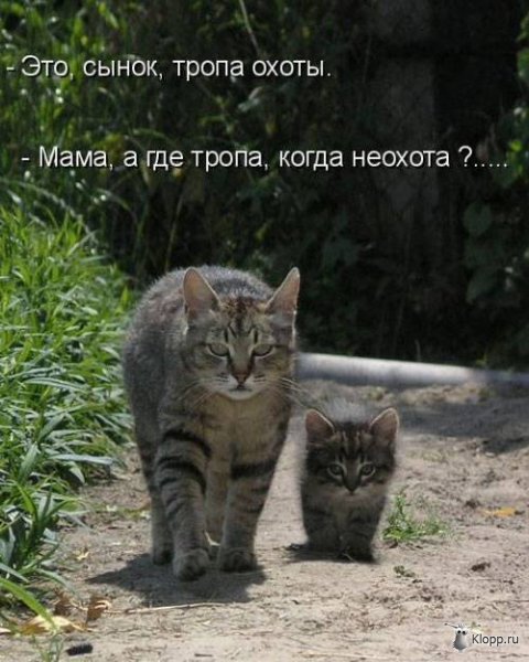 Котовторник (31.01.2012)