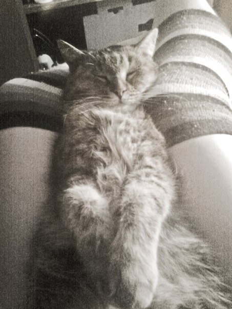 Котовторник (21.02.2012)