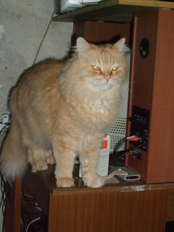 Котовторник  12. 06. 2012