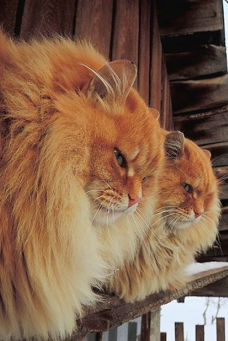 Забавные фото котеек