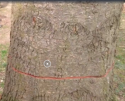Технология направленной валки деревьев