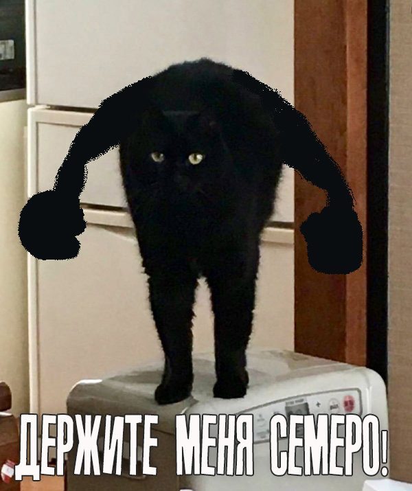 Проклятый Кот