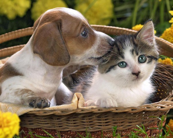 Уже не котовторник, но еще и не собакочетверг