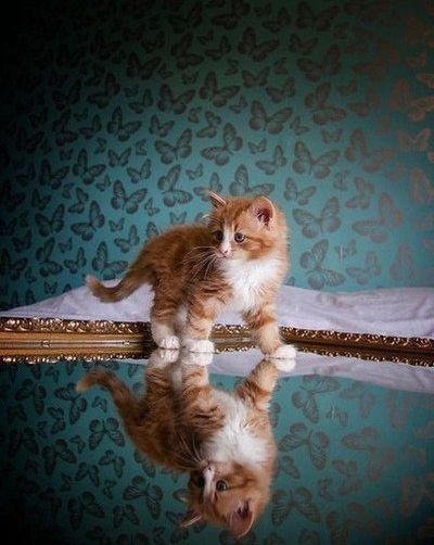 Эти забавные животные
