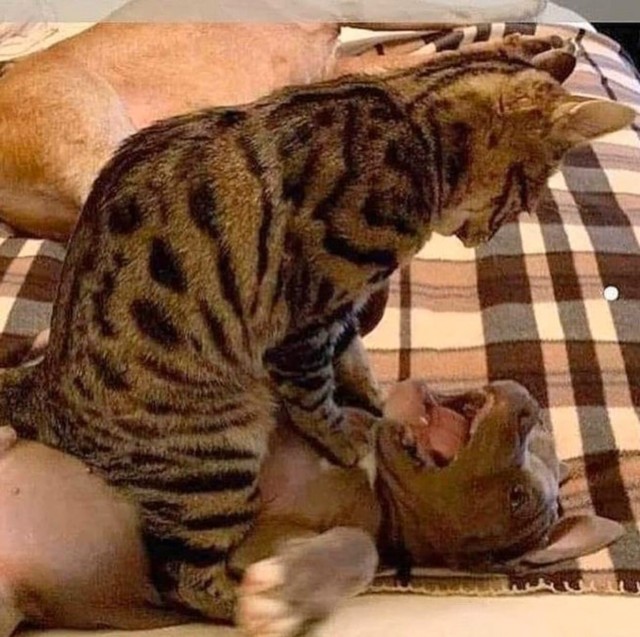 Смешные коты