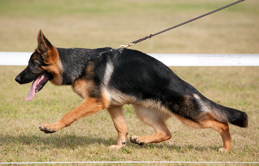 2015 Westminster dog show, best of breed and best in group and show #germansheph