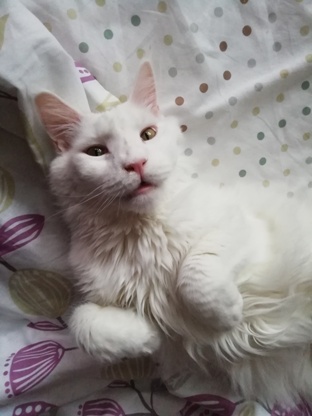 Кот Мейн-кун: царь домашних кошек!