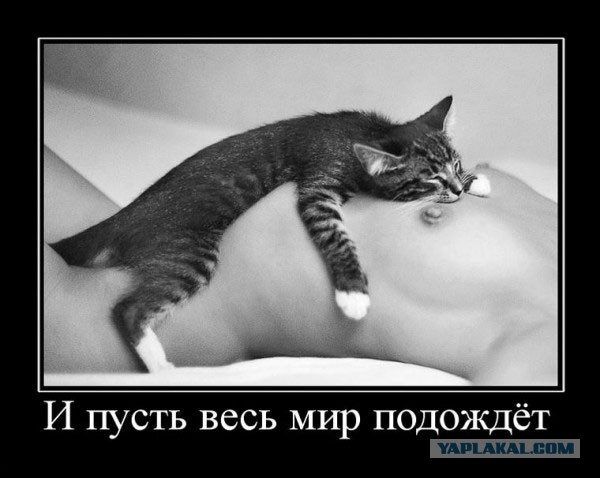 Кисковторник для взрослых