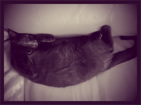 Котовторник 18.03.2014