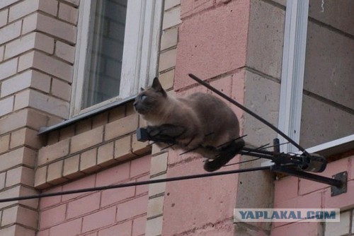 Так...солянка