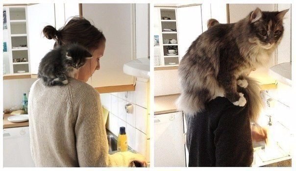 Мохнатые беспредельщики