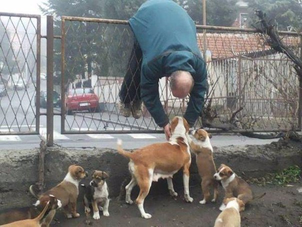 Божьи твари