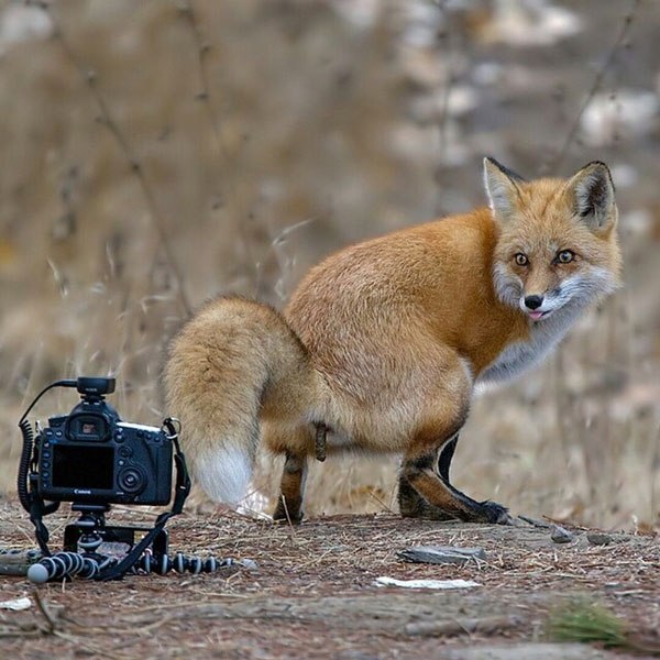 Домашних животных неожиданно сфотографировали