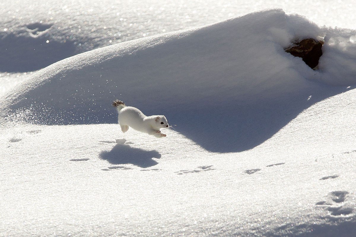 Днем горностая трудно увидеть в зимнее время. Горностай Таймыр. Следы горностая на снегу. Следы горностая зимой. Снежный горностай.