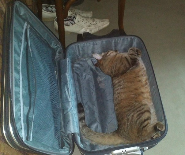 Коты и Кошки