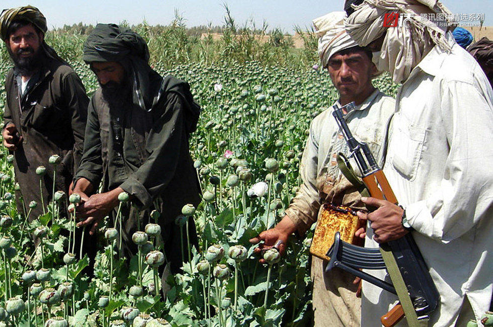 талибан и наркотики