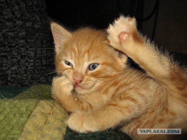 Котовторник на ЯПлакалъ (10.06.08), прикольные коты, добавляем свои!