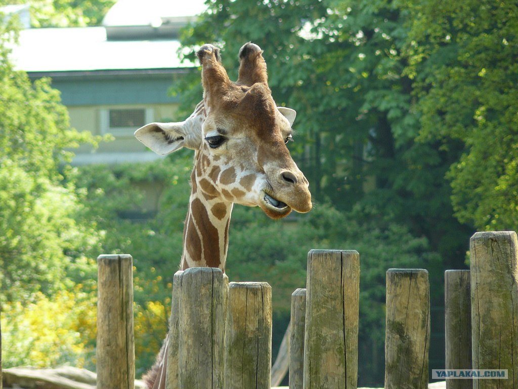 Зоопарк в ростове на дону