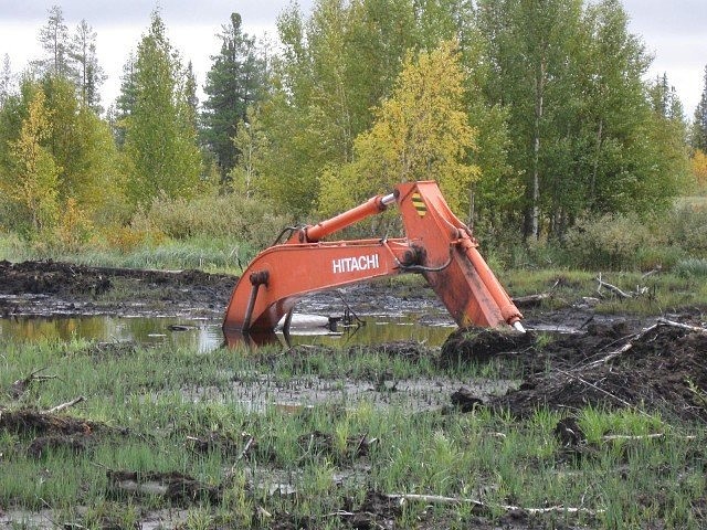 Лента прикольных картинок