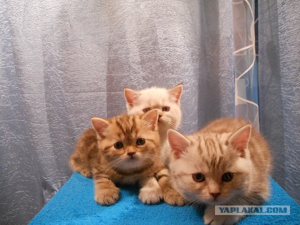 Котовторник  12. 06. 2012