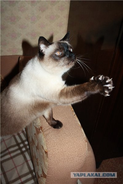 Котовторник на 26.06.12
