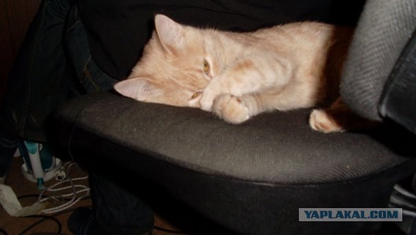 Удивительная история Честера