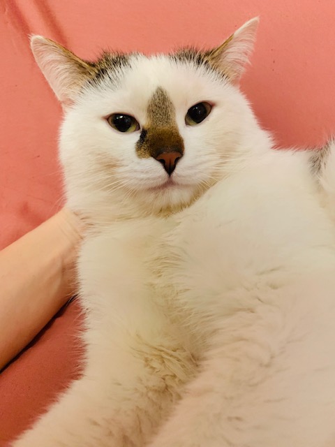 Забавные фото котеек