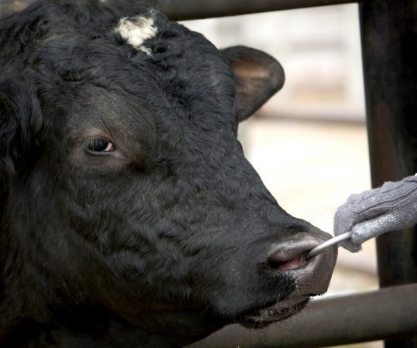 Почему у быков в носу кольцо?