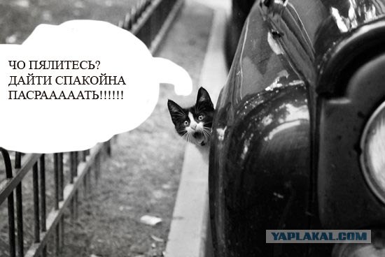 Фотожаба: Кот