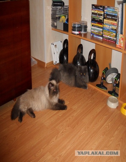 Котовторник 16.04.2013