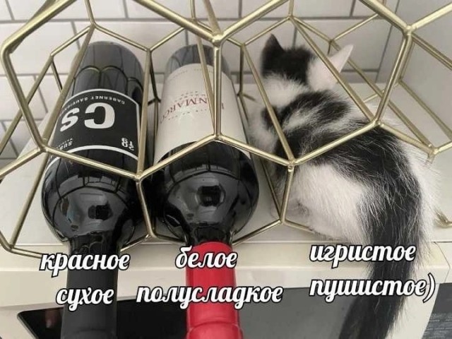 Жизнь домашнего приюта "Котоленд" 414