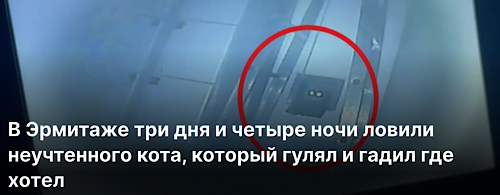 В Эрмитаже три дня и четыре ночи ловили неучтенного кота, который гулял и гадил где хотел