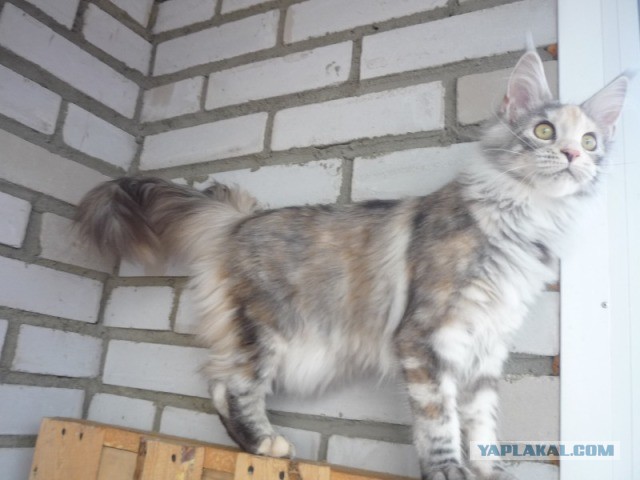 Мои мейн куны