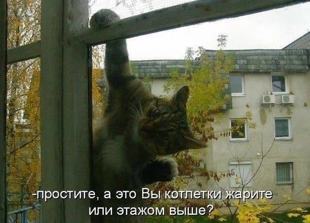 Картинки для деградации 49 (разной степени свежести)