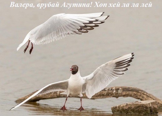 Веселое настроение в картинках