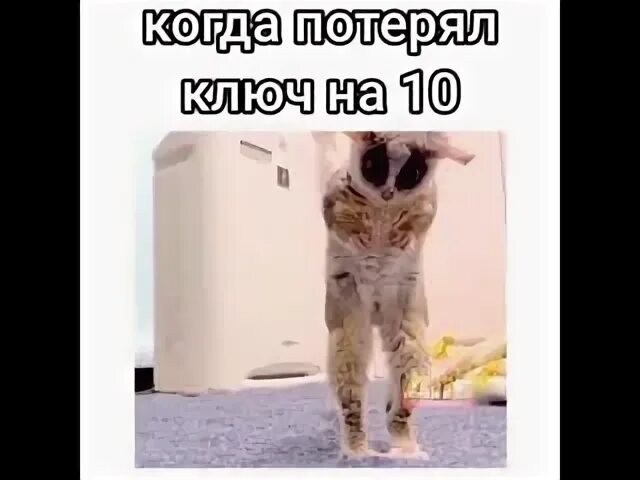 Забавные зверьки