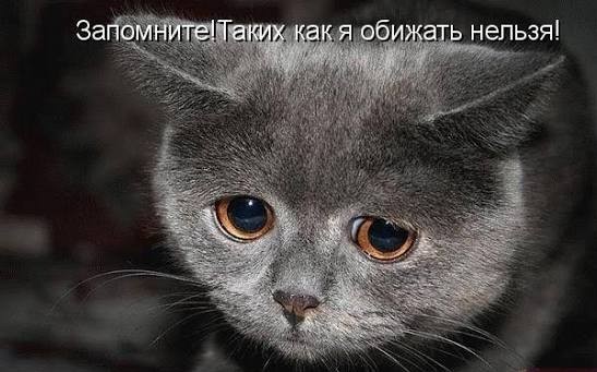 Вышла с котиком погулять