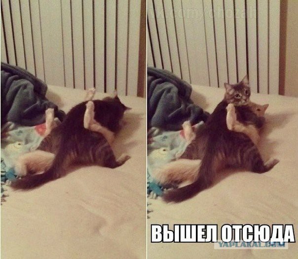 Смешные картинки и комментарии